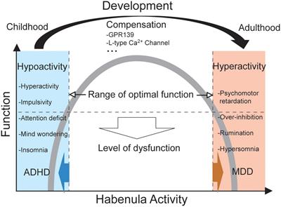 The Habenula in the Link Between ADHD and Mood Disorder